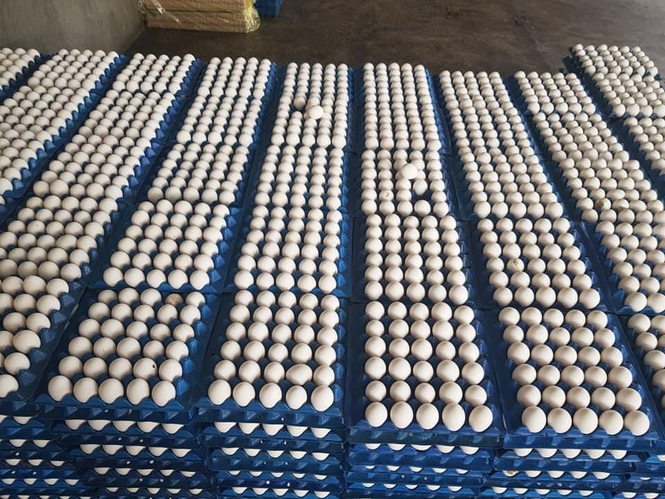 Fresh Chicken Table eggs